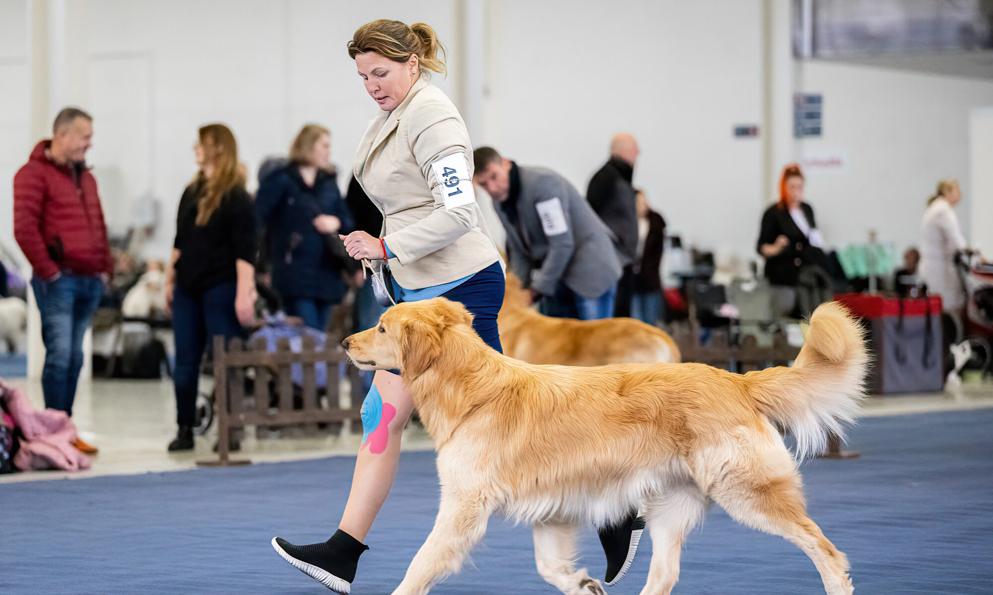 Chasey von Alten Farben Hovawart stud dog
