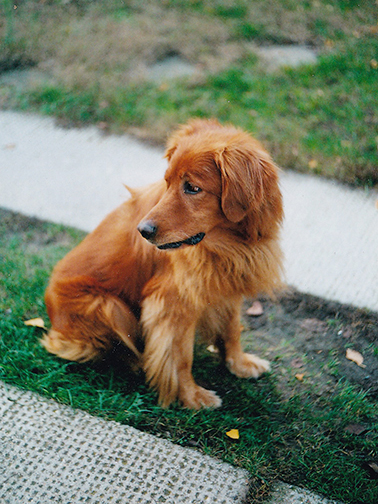 In Memoriam Hovawart Maci