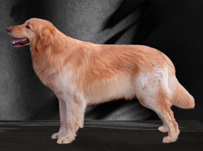 Chasey von Alten Farben