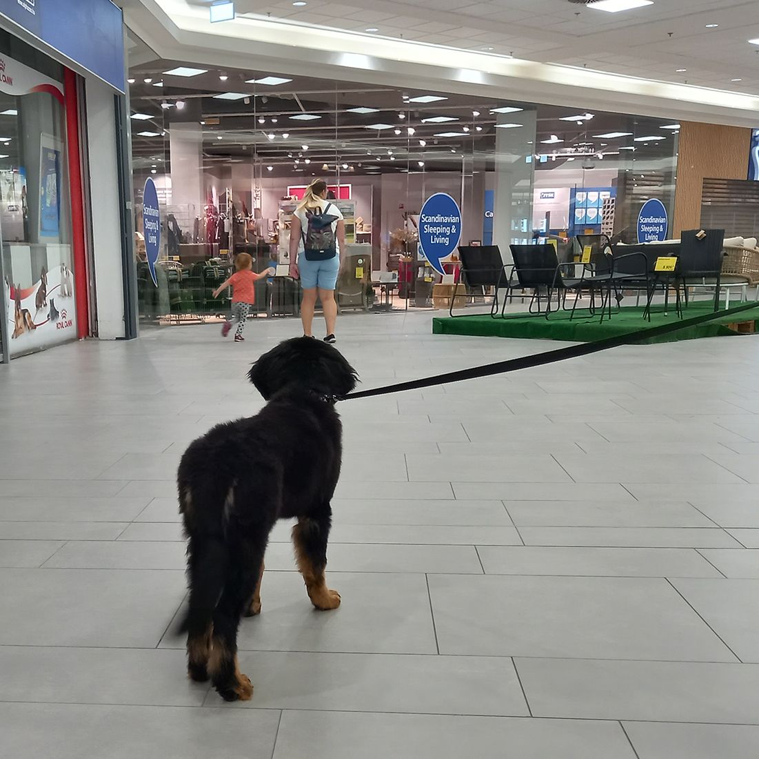 Hovawart kölyök szocializációja