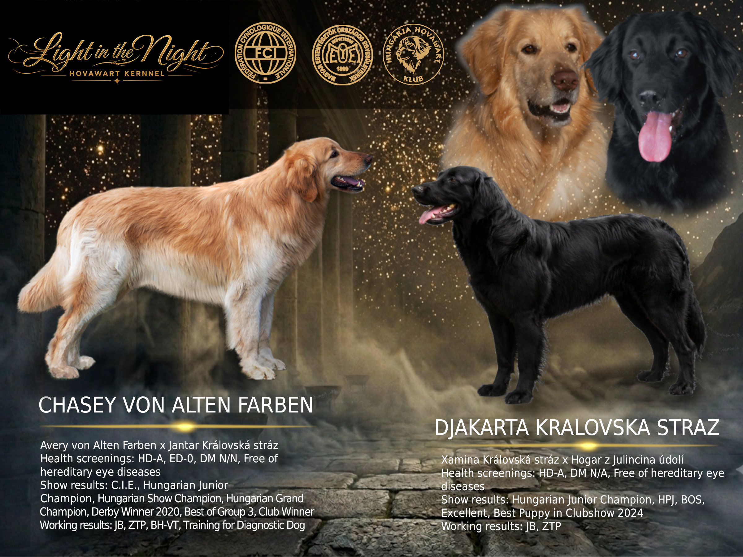 Fedeztetés Hovawart Kennel
